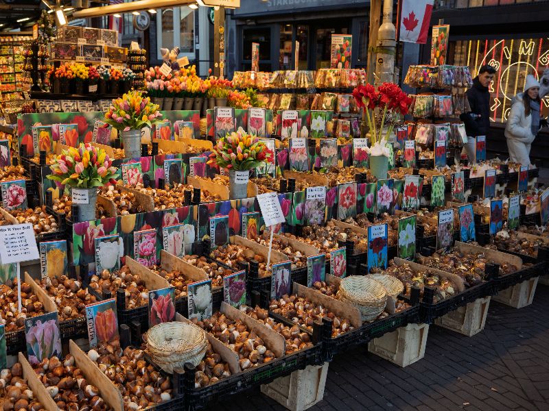 Netherlands albert cuyp market