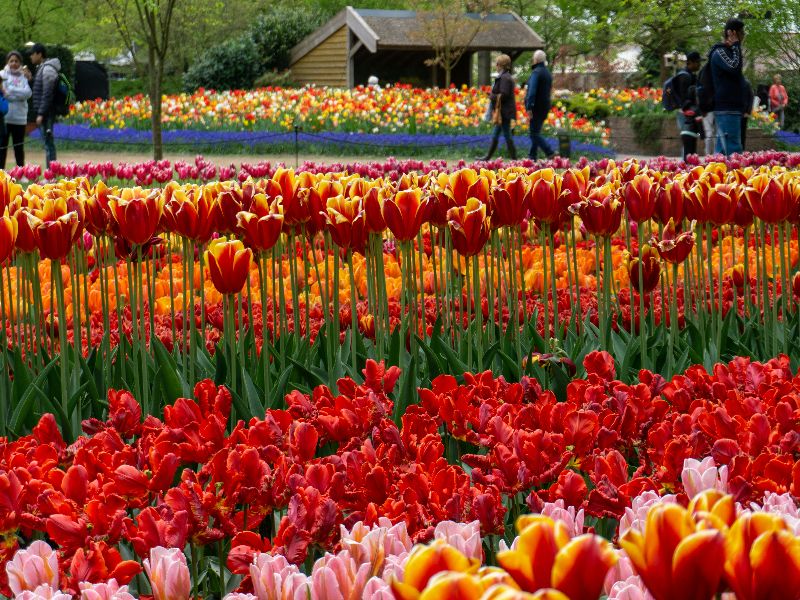 Netherlands keukenhof