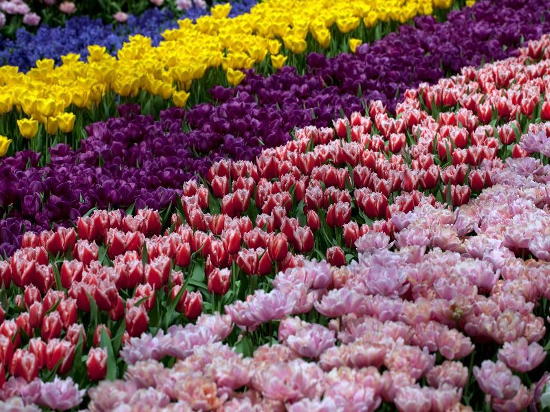 keukenhof gardens